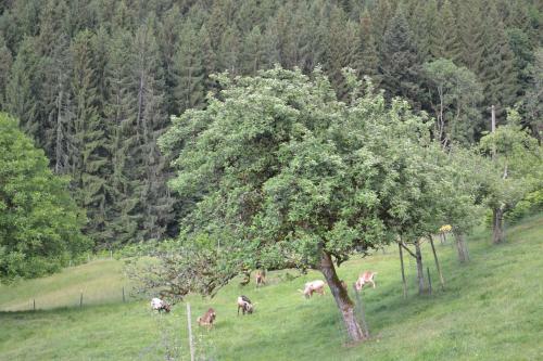 Ferienhaus M�llerswald