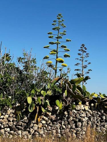 Villa Casa Matilde A 100 M Dal Mare