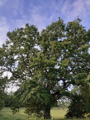 G�te En Pleine Nature, A La Douceur Des Ch�nes