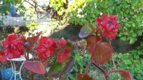 English Club In Corsica B&B