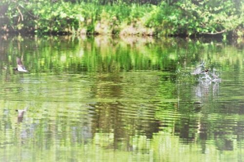 A New Lakeside Retreat For Those Who Love Nature