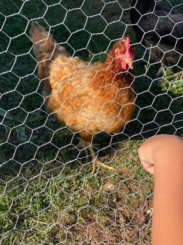 La Petite Ferme