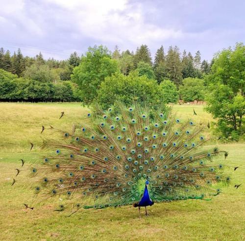 G�te 4 * Avec Bain Finlandais Et Parc Animalier