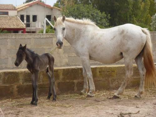 Agroturismo Agriturismo Il Ranch