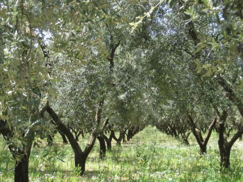 Agroturismo Terreamare