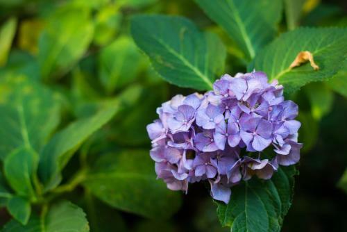 Bed & Breakfast Le Ortensie Di Via Rossetti