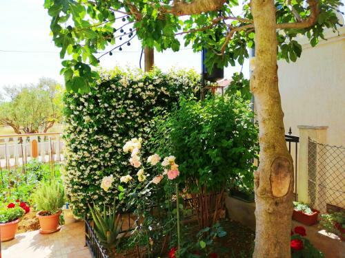 Apartments Brkovic