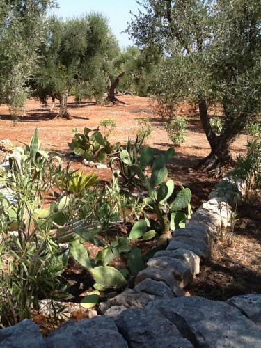 Agroturismo Tenuta Trullo Alto