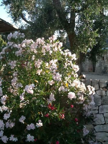 Agroturismo Tenuta Trullo Alto