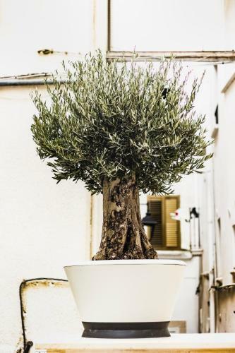 Le Dimore Di Puglia - Palazzo Pinto