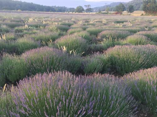 Bed & Breakfast Le Jas Du Mont Ventoux