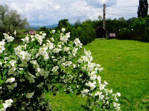 Hostal Pensiunea Lacul Albesti