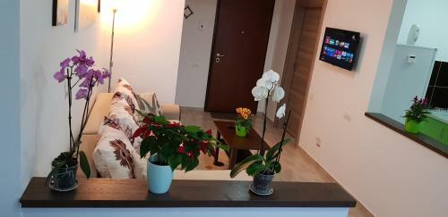 Happy Flowers Apartament