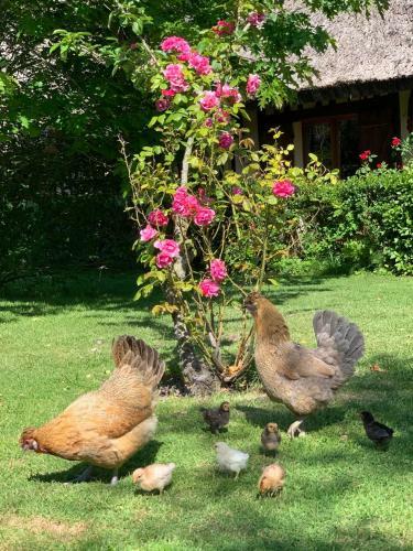 Bungalow La Bouillerie Animaux de La Ferme