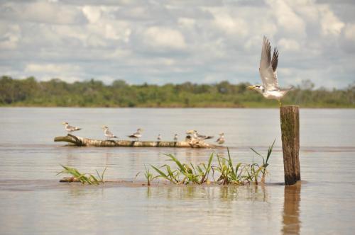Albergue Amazon Exploring Expedition - Eretzen T� Lodge