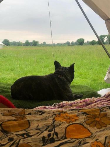 Buttercup Bell Tent In The Broads National Park