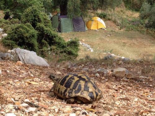 Shkolla Hostel & Camping