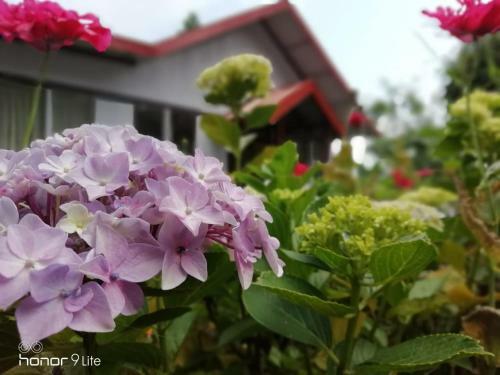 Hotel Pine Haven Resorts
