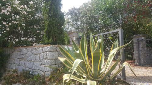 I Gechi - Marina Di Campo