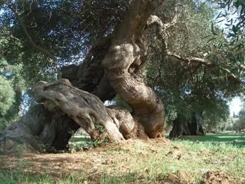 Agroturismo Perla Del Salento