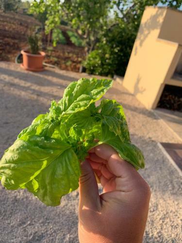 Giardino Verderame