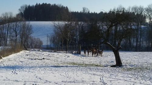 Hostal Gasthof Weinbauer