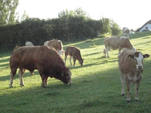 Bed & Breakfast Ferienhof Stanzl
