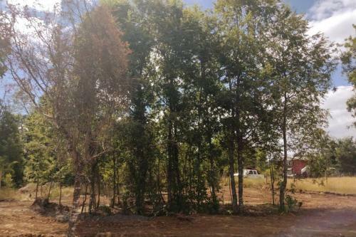 Apartamento Caba�a Los Canelos De Villarica