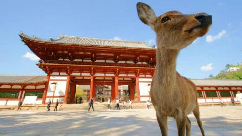 Stay Bb Osaka ???????????? Sakura House Terrace ????????2? Usj?? Dekijima