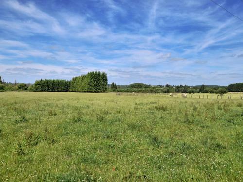Les Camomilles En Fagne Fleurie