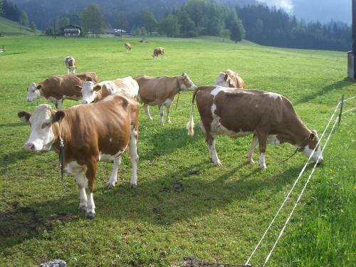 Agroturismo Vorderstockerhof