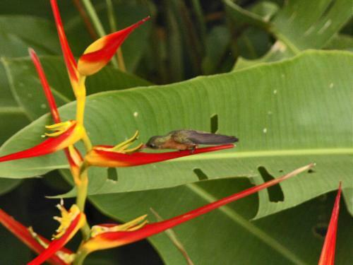Guacamaya Lodge