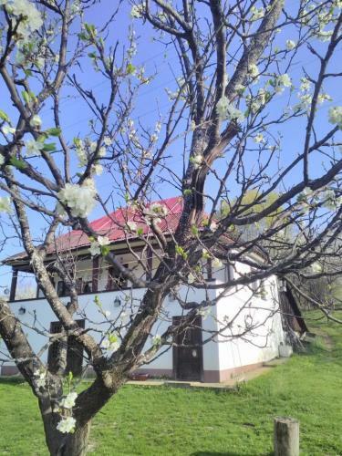 Hostal Cottage Poe