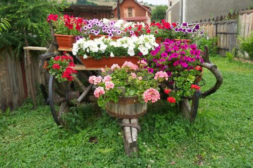 Hostal Pensiunea Aurora Albac
