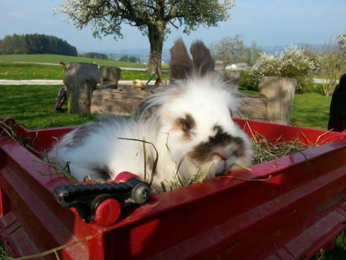 Agroturismo Baby- Und Kinderhof Aicherbauer