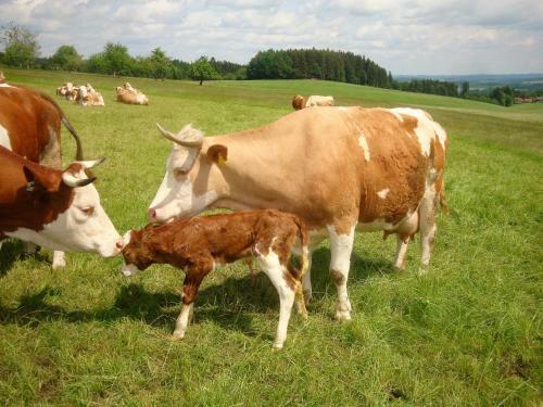 Agroturismo Baby- Und Kinderhof Aicherbauer