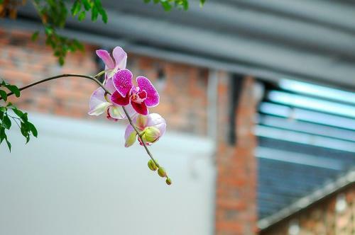 Hostal Chi Homestay #3