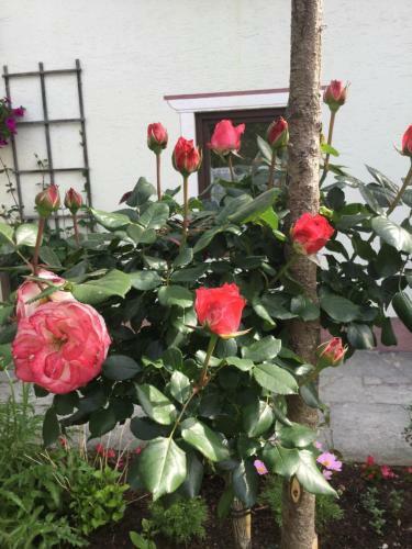 Hostal Jugendg�stehaus Oberau