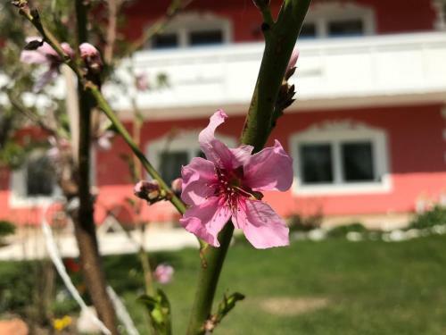 Apartamento Pension Hadanig