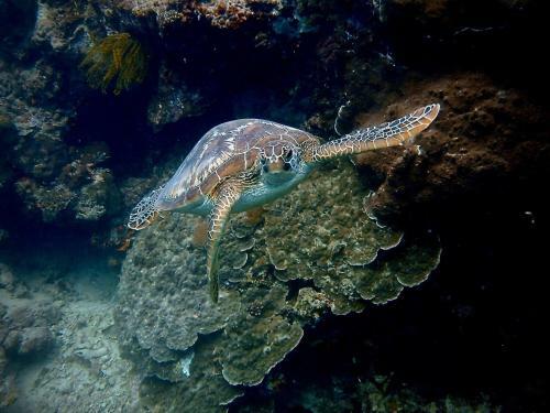 Albergue Alegria Dive Resort