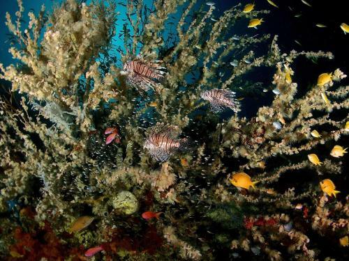 Albergue Alegria Dive Resort
