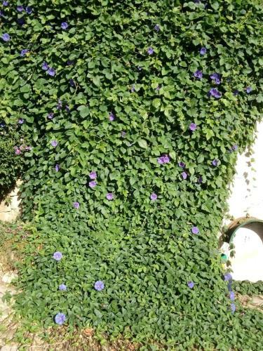 Apartamento Gite Volubilis Bleu