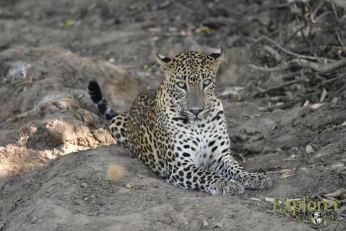 Hotel Mahoora Tented Safari Camp - Kumana