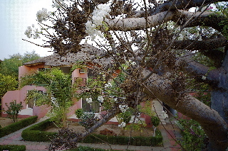 Royal Saly