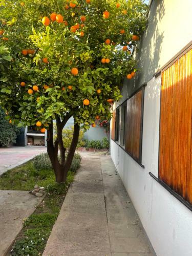 Casa Nueva