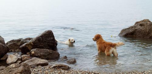 Apartamento Magnolia - Sea View With Garden - Pet Friendly