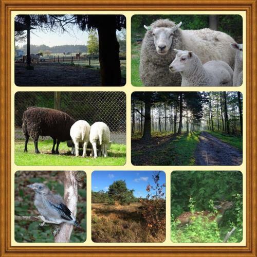 Veluwe Park Reewold Chalet Eclipse