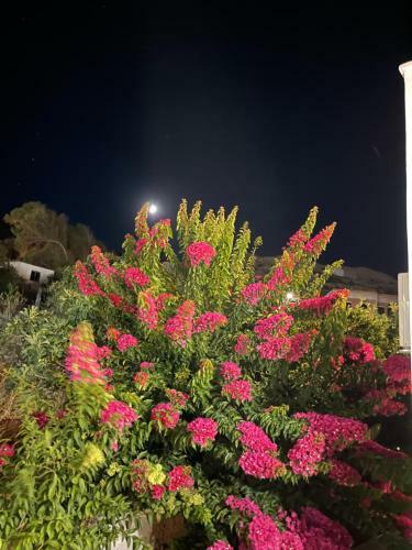 Amedi Villas Tinos