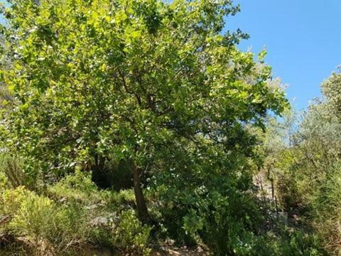 Hostal Cabane Dans Les Arbres "la Kaz Aux Cigales"