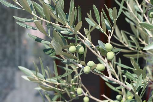 Villino Fenicotteri